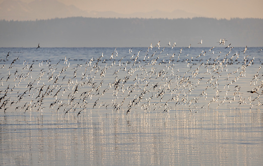 A flock of seagulls fly to their next beach feeding area, Boundary Bay, Delta, British Columbia, Canada,