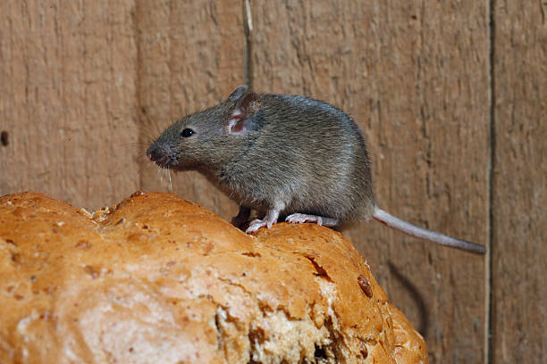 istock House mouse, Mus musculus, 184044828