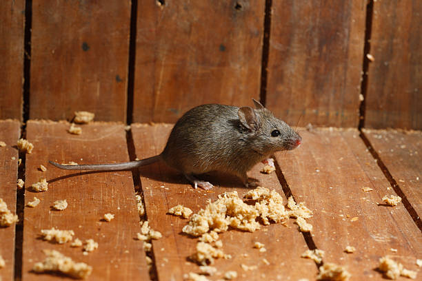 House Mouse Rodent Animal - Free photo on Pixabay
