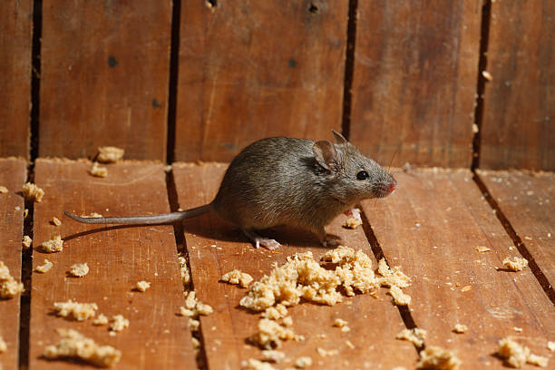 House mouse, Mus musculus, House mouse, Mus musculus, Midlands, UK mus musculus stock pictures, royalty-free photos & images