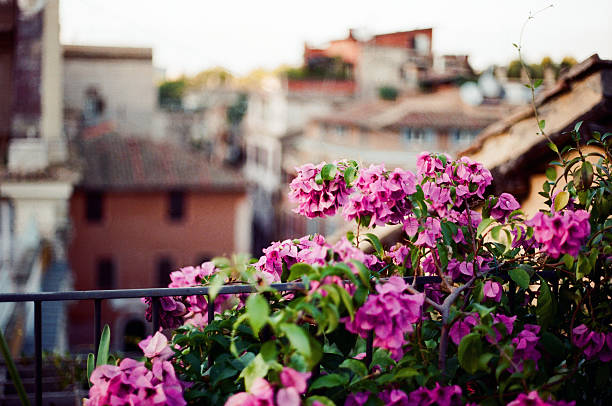 Balcony view of Trastevere, Rome with group of flowers in focus. From analog film.