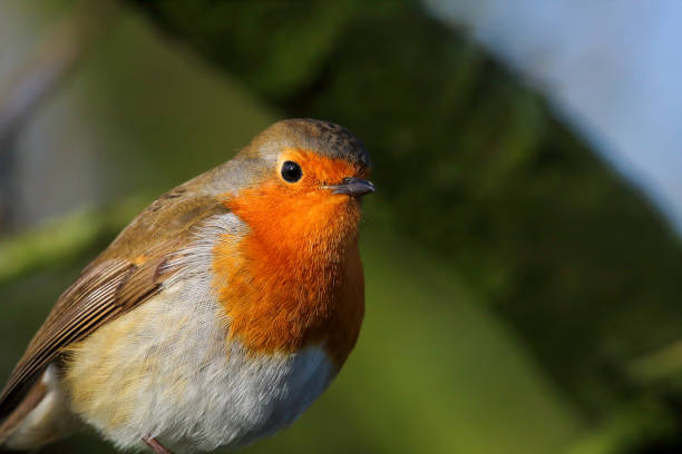istock A beautiful animal portrait of a Robin on a tree 1840459961