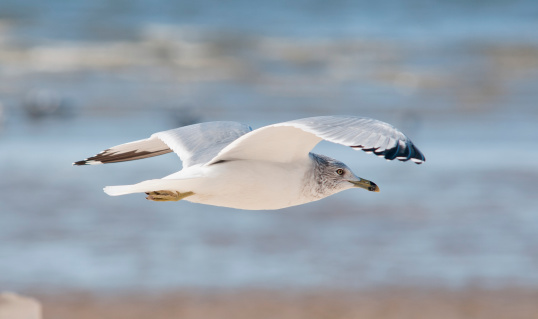 flying common seagull in key west, florida