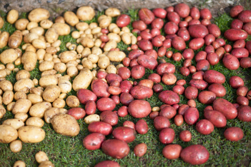Red And Yellow Potatoes Stock Photo - Download Image Now - Agriculture