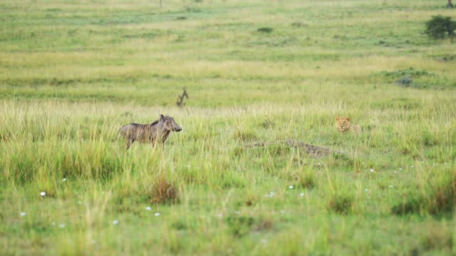 Lion closes in on warthog over empty lush savannah, young lion learning to hunt for survival in tough ecosystem of the Maasai Mara National Reserve, Kenya