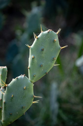 cactus leaf and long thorns it. Opuntia humifusa.