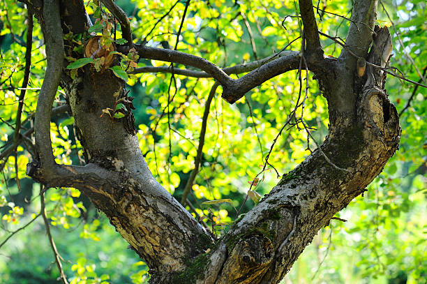 pommier croissance en forme de cœur - orchard apple orchard apple apple tree photos et images de collection