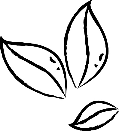 Coco leaves hand drawn vector illustration