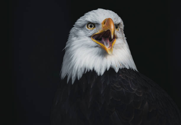 istock Close up photo of Bald Eagle 1840487504