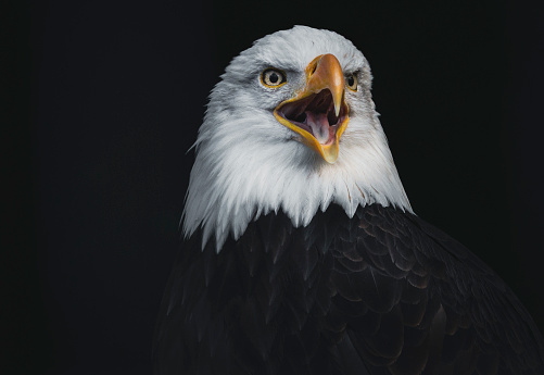 A wild Bald Eagle perches on a barnacle-covered rock jutting out of the water. Taken from a kayak in Puget Sound, in Washington State. Adobe RGB color space.