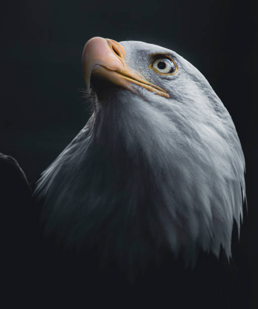 istock Close up photo of Bald Eagle 1840487517