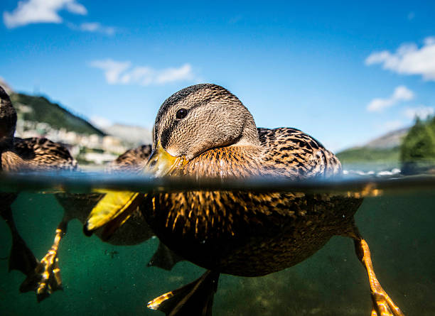 lustiger duck - engadine switzerland europe clear sky stock-fotos und bilder