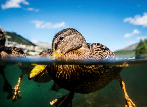 Summer,Engadin,St. Moritz,Graubunden, Switzerland, duck on lake St.moritz
