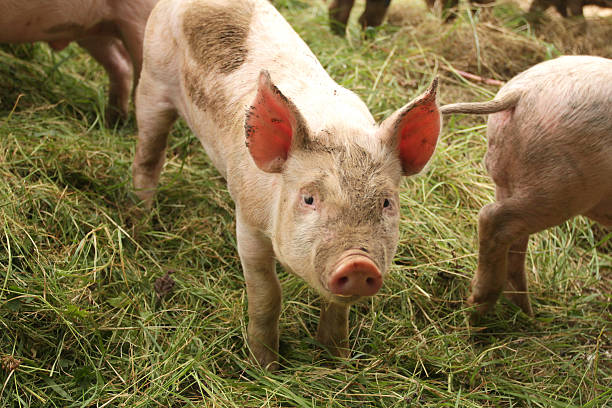 istock Piglet on a farm looking up for food. 184051994