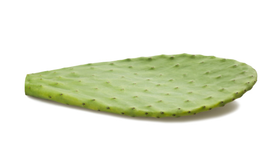 cactus leaf isolated on white
