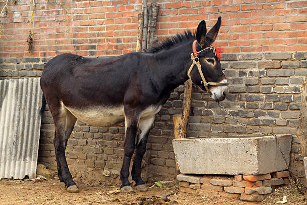 istock close up of donkey 184052704