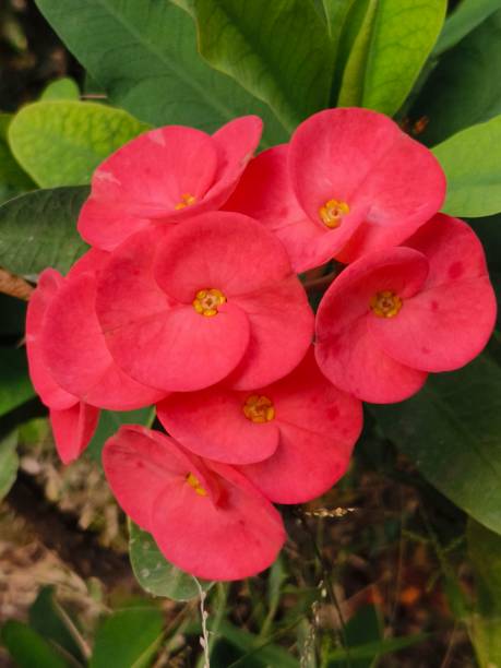 istock Crown of thorns (Euphorbia Milli flower) 1840527442