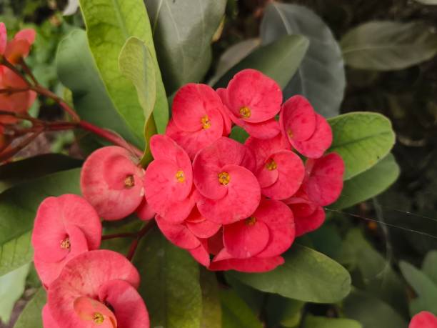 Bunch of flowers of Euphorbia Milli plant Euphorbia milii, the crown of thorns, Christ plant, or Christ's thorn, is a species of flowering plant in the spurge family Euphorbiaceae, native to Madagascar... euphorbiaceae stock pictures, royalty-free photos & images