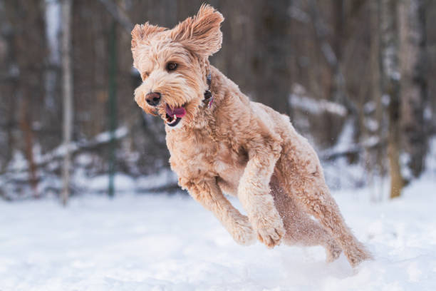 istock Big run running in the snow 1840538644
