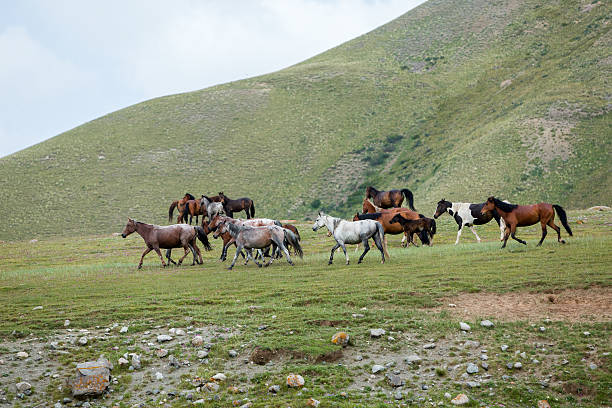 istock Beautiful many-coloured horses 184054154