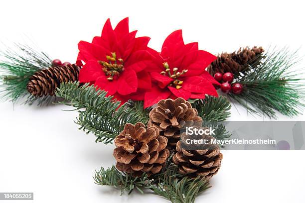 Photo libre de droit de Poinsettia Avec Pomme De Pin banque d'images et plus d'images libres de droit de Avent - Avent, Capitule, Couleur verte