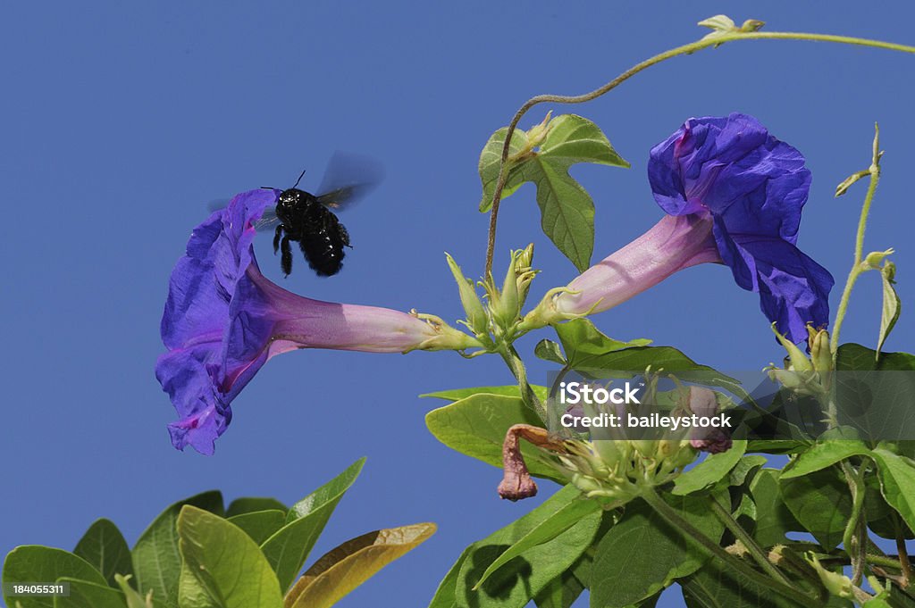 CA Abeille menuisière et la splendeur du matin - Photo de Abeille menuisière libre de droits