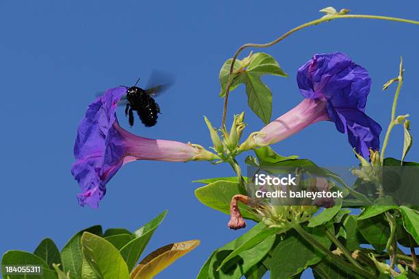 Photo libre de droit de Ca Abeille Menuisière Et La Splendeur Du Matin banque d'images et plus d'images libres de droit de Abeille menuisière - Abeille menuisière, Californie, Abeille