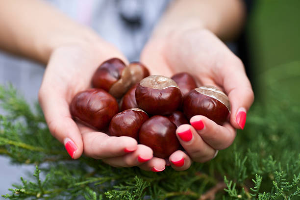 Garść z conkers – zdjęcie