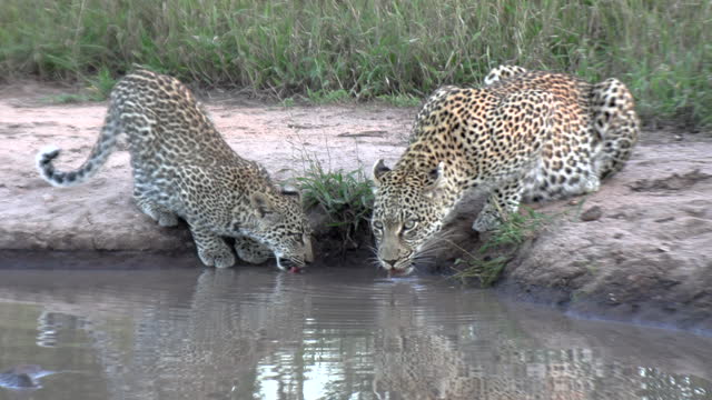 A leopardess and her cub quench their thirst at a watering hole. Close up shot.