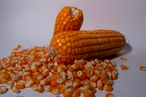 Corn is one of the most important carbohydrate-producing food crops in the world, apart from wheat and rice. For residents of Central and South America, ears of corn are the staple food, as for some residents of Africa and several regions in Indonesia.