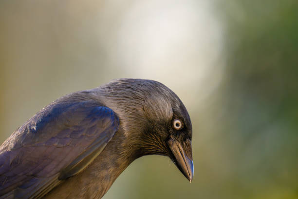 pequeno pássaro com um bico azul vívido está empoleirado no chão - peppy - fotografias e filmes do acervo