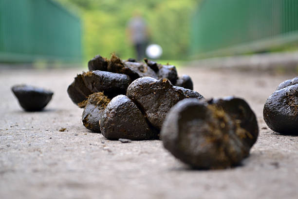 fresh cavalo dung no país bridge - horse dung - fotografias e filmes do acervo