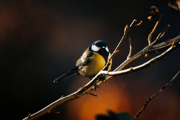 istock Birds of Switzerland 1840571070