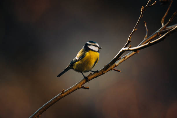 Birds of Switzerland
