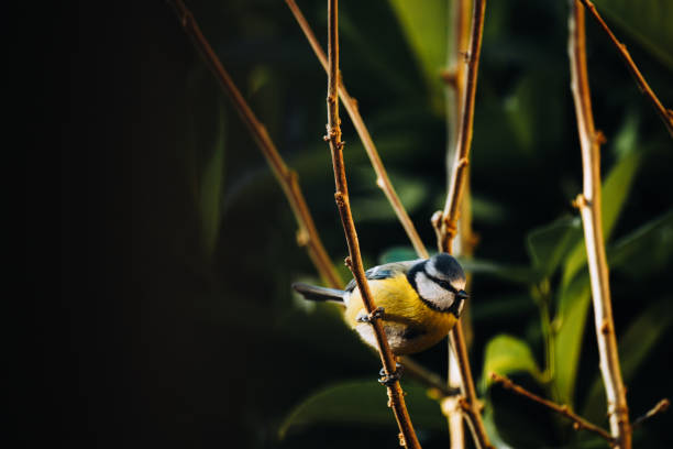 istock Birds of Switzerland 1840571614