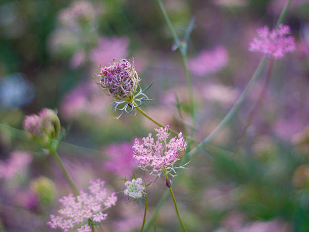 istock Queen Anne's Lace in Summer 184057451