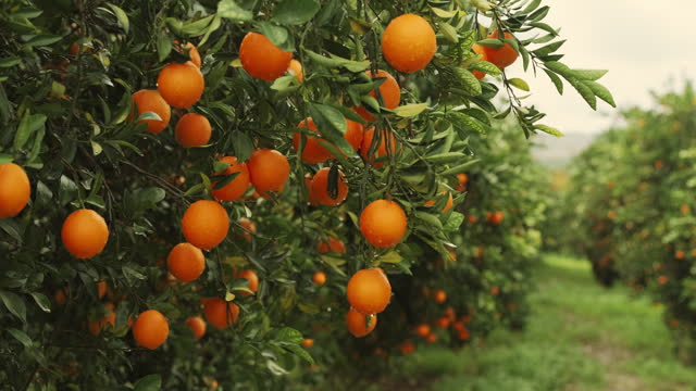 Orange trees