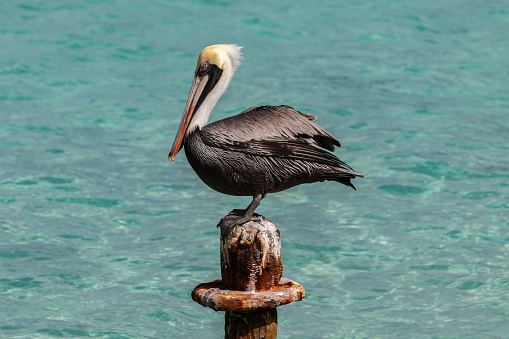 Face to face with a brown pelican in the magnificent natural reserve of Matanzaz in Cuba.