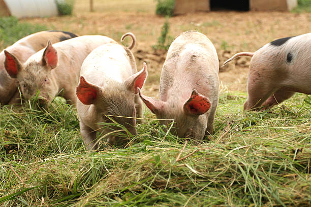 istock Piglets with their noses in the grass. 184058428