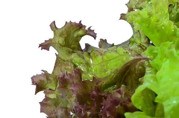 Red Oak Leaf Lettuce is a specialty lettuce, known by its striking rich red colour and its beautiful notched leaves, which are shaped like an oak leaf.