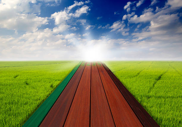 istock Wood Path on Rice field with cloudy landscape background 184058920