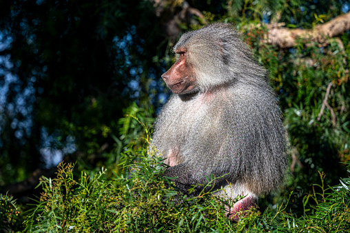 A baboon in Kenya, Africa