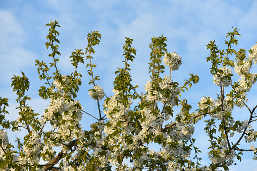 White cherry flowers. Natural background with blooming cherry flowers. High resolution photo. Selective focus.