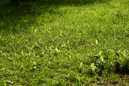 The bright sun illuminates the forest meadow. Young dandelion shoots in the meadow.  High resolution photo. Selective focus.