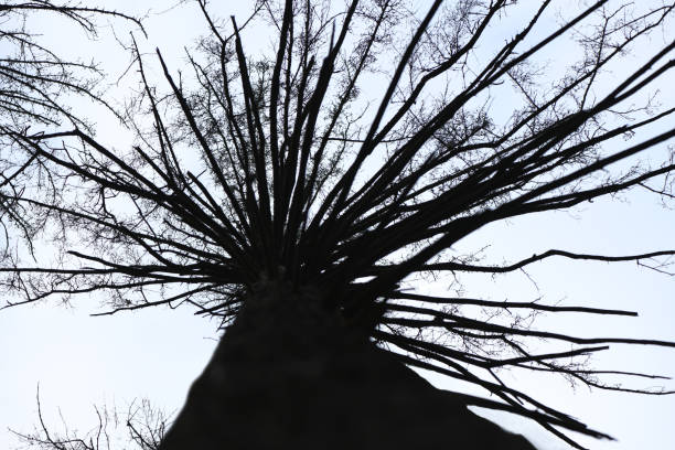 Old dried up spruce crown against a white cloud sky. High resolution photo.
