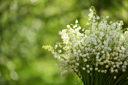 Lily of the valley flowers. Natural background with blooming lilies of the valley. High resolution photo. Selective focus.