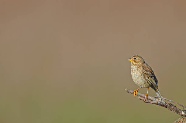 istock Egyptian bunting (Emberiza calandra) on dry tree branch. Blurred background. 1840612486