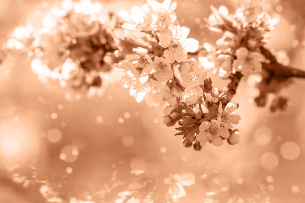 красивый фон цветущей сакуры на фоне солнечного света с бликами и боке. красивый модный персиковый пушистый фон. - peach peach tree close up fluffy стоковые фото и изображения