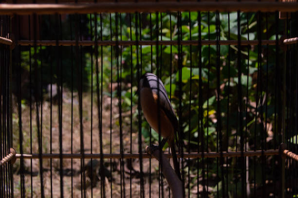 cendet bird or Lanius schach in a cage pentet or English toet. The Long-tailed Shrike or Rufous-backed Shrike is a species of bird from the family Laniidae, from the genus Lanius. lanius schach stock pictures, royalty-free photos & images