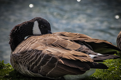 A beautiful animal portrait of a Canadian Goose lazing in the sun near a lake